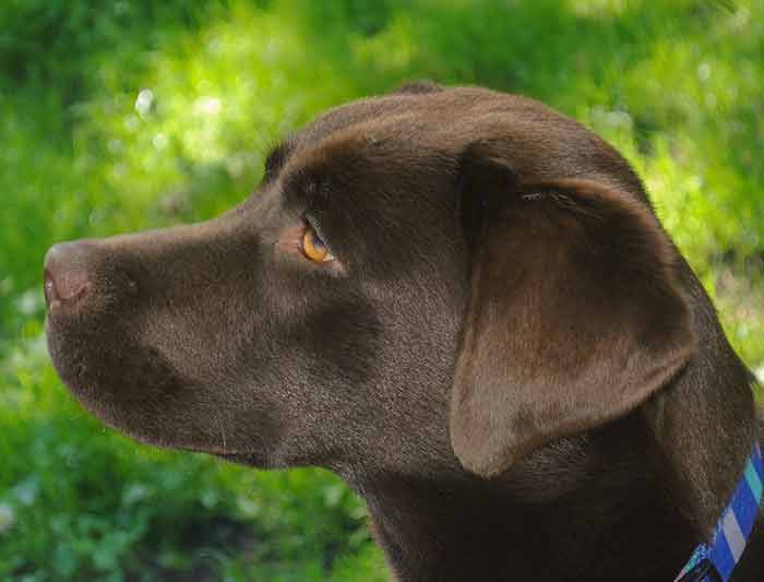Mon chien urine du sang les causes