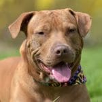 pitbull