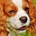 cavalier-king-charles-race-chien