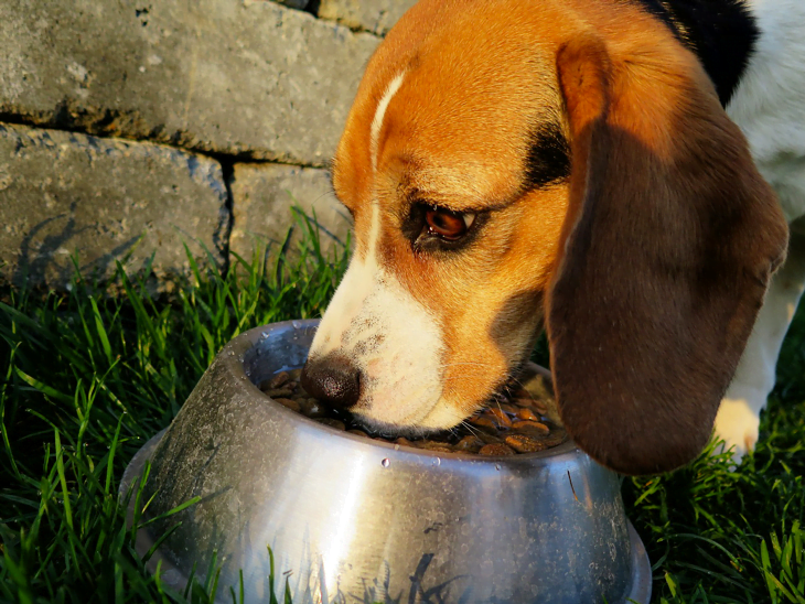 Mon chien a mangé trop de croquettes - Toutoupourlechien.com Mon chien a mangé trop de croquettes - Toutoupourlechien.com