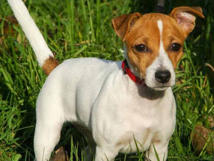 Education du Jack Russel : les bonnes pratiques Education du Jack Russel : les bonnes pratiques