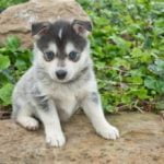 pomsky-race-de-chien