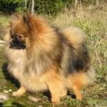 spitz-nain-race-chien