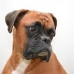 boxer-race-chien