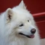 samoyede-race-chien