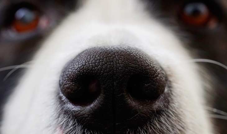 Mon chien a la truffe chaude et sèche - Toutoupourlechien.com Mon chien a la truffe chaude et sèche - Toutoupourlechien.com
