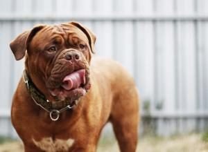 assurance chien plus de 7 ans