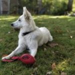 berger-blanc-suisse-race berger blanc suisse