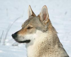 image de chien loup