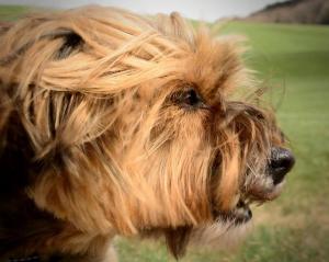 Comportement du chien : tout savoir pour bien le comprendre Comportement du chien : tout savoir pour bien le comprendre