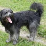 Berger-des-Pyrénées-race-de-chien berger des pyrénées