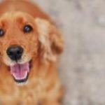 cocker-anglais-race-chien cocker anglais