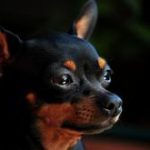 pinscher-race-chien chien pinscher