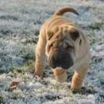 shar-pei-race-de-chien chien shar pei
