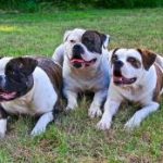 bouledogue-americain-race bouledogue américain