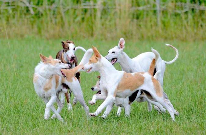 Arrivée d'un nouveau chien : réussir les présentations Arrivée d'un nouveau chien : réussir les présentations