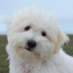 coton-de-tulear-race-chien coton de tuléar