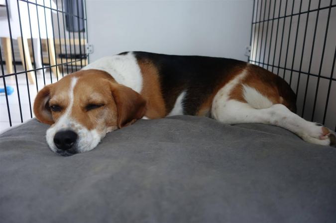 La cage ou niche d\'intérieur pour chien : quels intérêts ? La cage ou niche d\'intérieur pour chien : quels intérêts ?