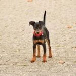 pinscher-nain-race-chien pinscher nain