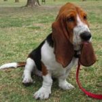 basset-hound-race-chien basset hound