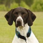 braque-allemand-race-chien braque allemand à poil court