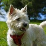 cairn-terrier-race-chien carin terrier