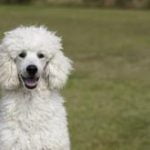 caniche-race-chien caniche