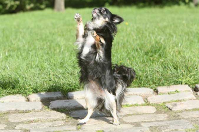 Chien et chiot : toutes les informations avec Chien et chiot : toutes les informations avec