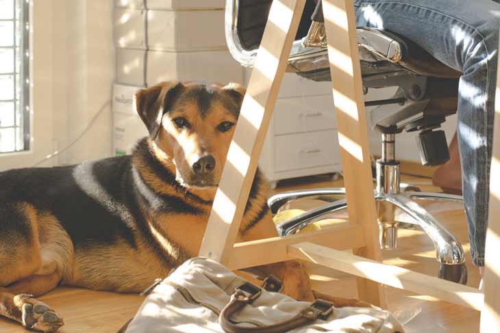 Chien et chiot : toutes les informations avec Chien et chiot : toutes les informations avec
