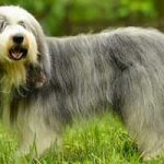 bobtail-race-de-chien chien bobtail