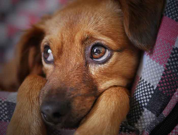 Dépression chez le chien : symptômes, causes et traitements Dépression chez le chien : symptômes, causes et traitements