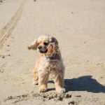 cocker-americain-race-chien cocker américain