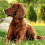 setter-irlandais-race-chien setter irlandais