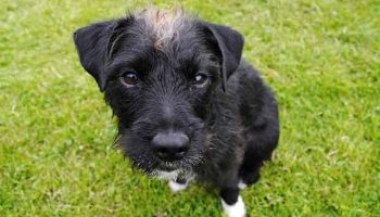 apprendre-chien-besoin-dehors chien qui fait ses besoins dehors