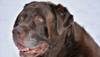 chien-age-boule-de-graisse Les chiens pagés ont des boules de graisse