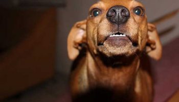 chien-agressif-avec-humain chien agressif avec les gens