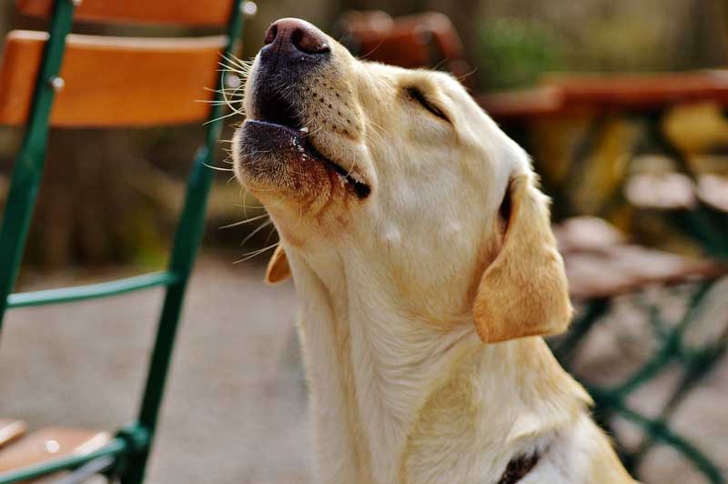 Calmer Les Ardeurs D'un Chien Male Homéopathie