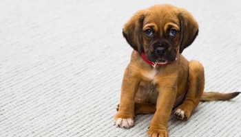 chiot-peur-collier mon chiot a peur des colliers