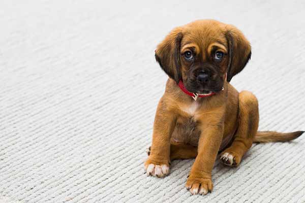 Mon chien a peur de son collier : pourquoi et que faire Mon chien a peur de son collier : pourquoi et que faire