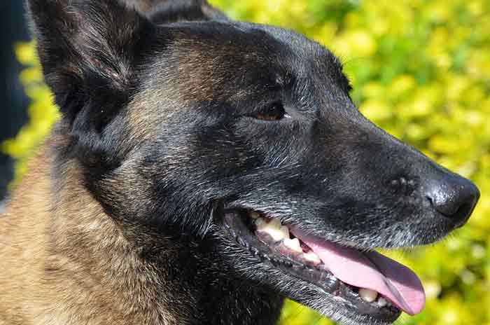 Faire du mordant avec un chien : conditions de pratiques Faire du mordant avec un chien : conditions de pratiques