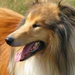 race-chien-colley-poil-long race de chien colley