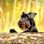 schnauzer-chien-race race de chien schnauzer