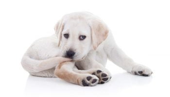 tail-chasing-chien Un chien qui se mord la queue