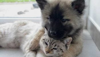 assurance-animaux-compagnie assurance pour animaux
