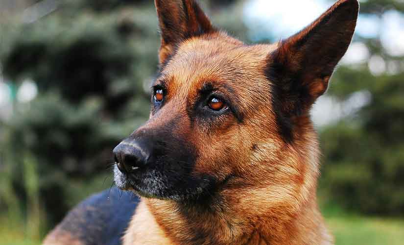 Races De Chiens De Berger Le Top 10 Toutoupourlechiencom