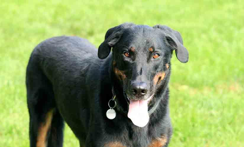 Chien De Berger Et Moutons Photos Freeimagescom