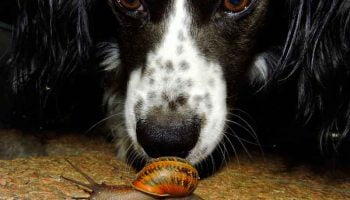 ver-escargot-chien