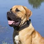 Boerbull Boerbull