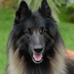 Berger Belge Tervueren Berger Belge Tervueren
