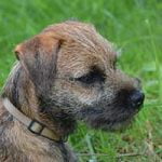 Border terrier Border terrier